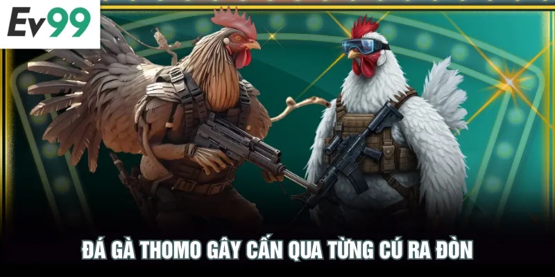 Đá gà Thomo gây cấn qua từng cú ra đòn