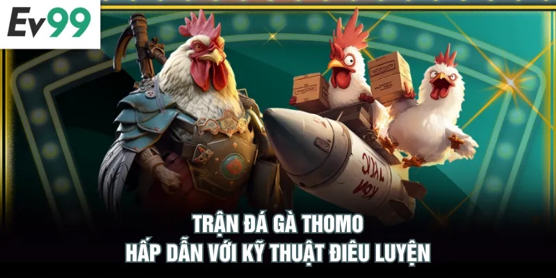 Trận đá gà Thomo hấp dẫn với kỹ thuật điêu luyện