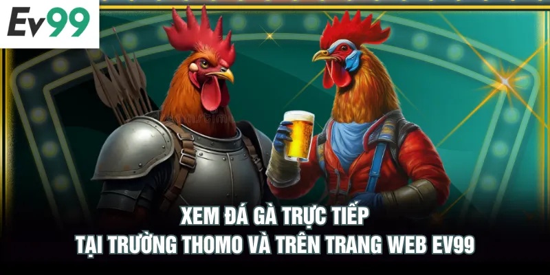 Xem đá gà trực tiếp tại trường Thomo và trên trang web EV99